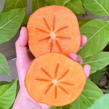 Organic Persimmon